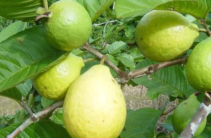 فواید برگ گواوا برای سلامتی